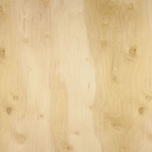 Poplar Poplar